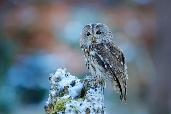 Búho Volador Bosque Nevado Escena Acción Con Búho Tawny Eurasiático — Foto de Stock