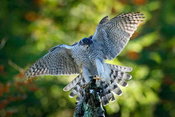 Goshawk 날으는 맹금입니다 햇살을 받으며 날개를 공화국의 서식지인 숲에서 동물의 — 스톡 사진