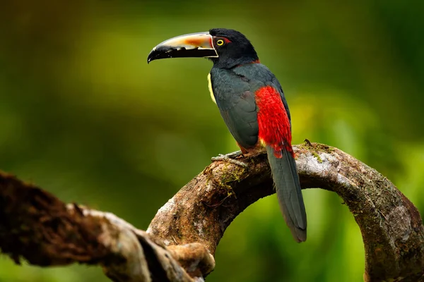 Bird Assis Sur Branche Dans Forêt Boca Tapada Costa Rica — Photo