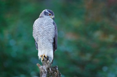 Sonbahar ormanındaki kuş. Goshawk, Accipiter Gentilis, arka planda sonbahar ormanlarındaki dalda oturan yırtıcı kuş. Vahşi doğada akşam ışığı, Almanya.