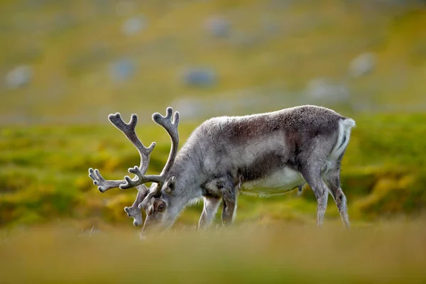 Animal Selvagem Noruega Rena Rangifer Tarandus Com Chifres Maciços Grama — Fotografia de Stock