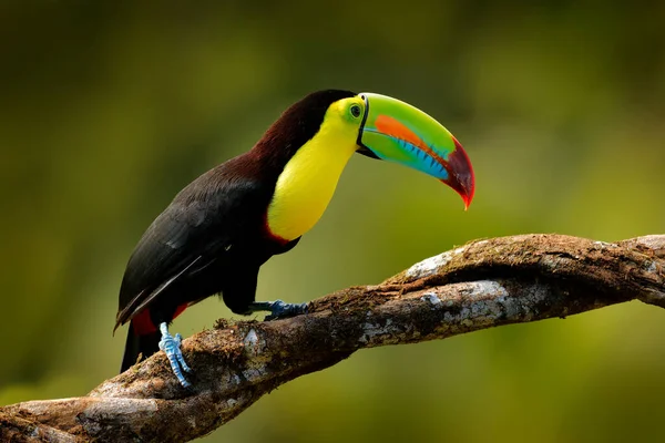 在危地马拉的森林里 一只长着大喙的鸟 长着大喙 栖息在树枝上 大自然在中美洲旅行 自然栖息地美丽的小鸟 — 图库照片