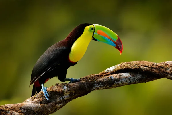 Тукан Кілем Ramphastos Sulfuratus Птах Великим Дзьобом Сидить Гілці Лісі — стокове фото