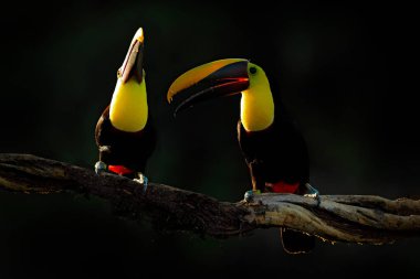 Yucatan, Meksika 'dan vahşi yaşam, tropikal kuşlar. Ormandaki dalda oturan Tukanlar 