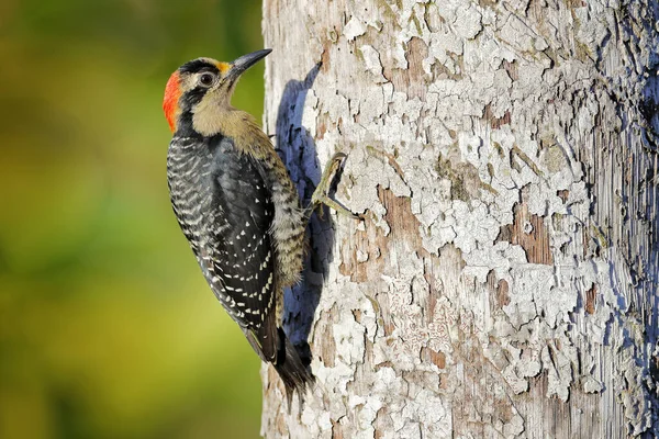 Woodpecker Costa Rica Black Cheeked Woodpecker Melanerpes Pucherani Sitting Tree — Stock Photo, Image