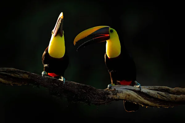 Wildlife Yucatan Mexico Tropical Birds Toucans Sitting Branch Forest — Stock Photo, Image