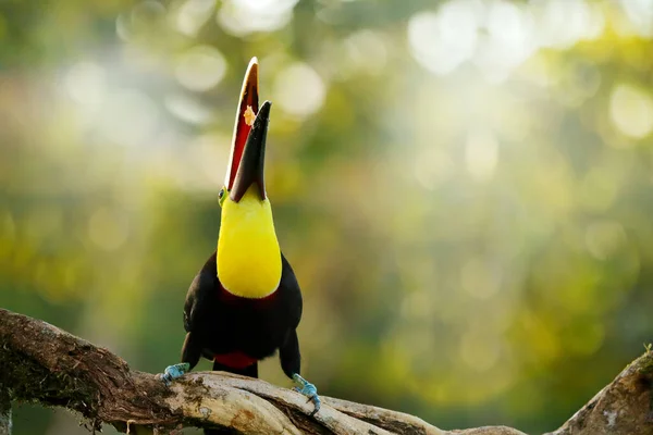 Bird with big bill. Rainy season in America. Chestnut-mandibled toucan sitting on branch in tropical rain with green jungle background. Wildlife scene from tropic jungle. Animal in Costa Rica forest.