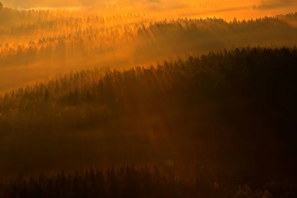 Ray beam of sunset light in wild nature. Spruce trees in the forest during morning sun, Kleiner Winterberg hill viewpoint in Saxony Switzerland, Germany. Magic sunset in landscape, travelling Europe.