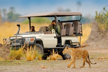 Lion, Okavango Delta, Botswana, Afrika 'da araba ve insanlarla yolda yürüyor. Doğal ortamdaki hayvan davranışları, tehlikeli Afrika. Botswan 'da vahşi yaşam. Aslanın yanındaki kişi. Arabadaki adam..