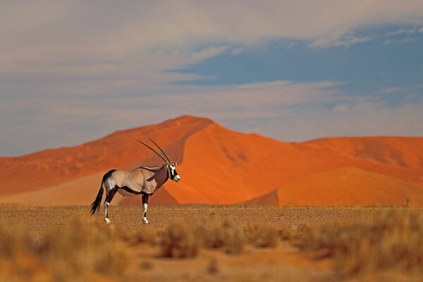 Gemsbok с апельсиновым закатом дюны. Gemsbuck, Oryx gazella, большая антилопа в естественной среде обитания, Sossusva, Nobia. Дикие животные в саванне. Животное с большими прямыми рогами.
