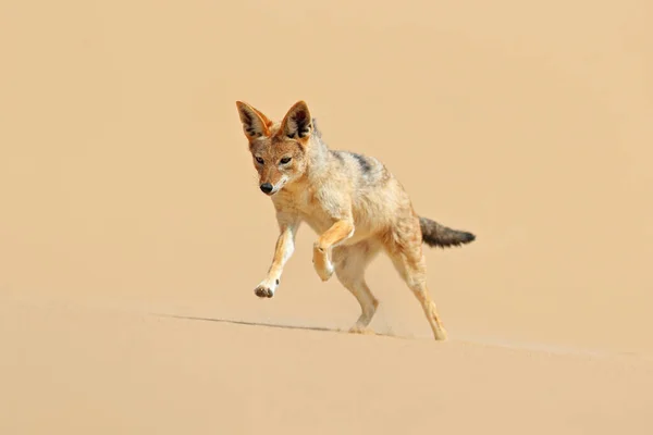 Jackal Running Sand Dune Namib Desert Hot Day Sand Animal — Stock Photo, Image