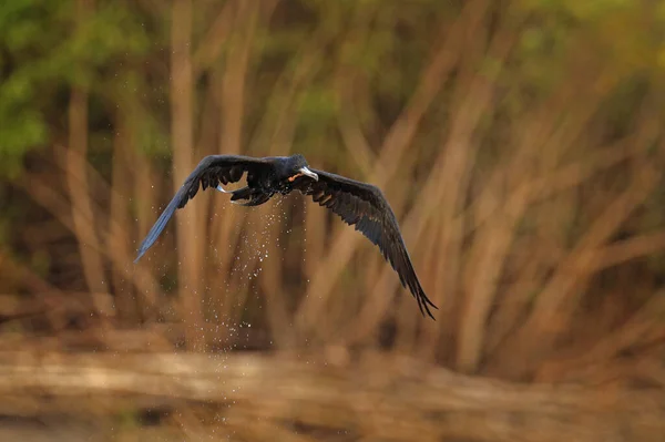Prachtige Frigatebird Fregata Magnificens Vliegende Vogel Groene Vegetatie Tropische Zee — Stockfoto
