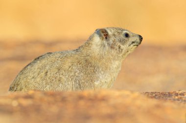 Kayalık dağda kaya üzerinde kaya Hyrax. Doğadan vahşi yaşam sahnesi. Hyrax 'ın yüz resmi. Procavia capensis, Namibya. Afrika 'dan ilginç memeliler..