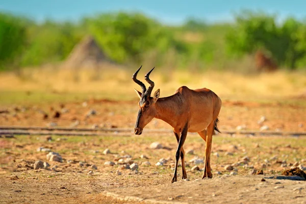 Hartebeest Στο Γρασίδι Ναμίμπια Στην Αφρική Κόκκινο Alcelaphus Buselaphus Caama — Φωτογραφία Αρχείου