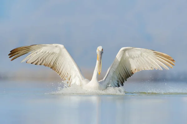 鸟儿在水里开始鸣叫 达尔马提亚鹈鹕 Pelecanus Crispus 登陆希腊Kerkini湖 有张开翅膀的鹈鹕来自欧洲自然的野生动物场景 — 图库照片