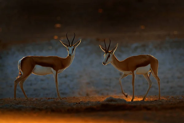 Antilope Springbok Antidorcas Marsupialis Nell Habitat Secco Africano Etocha Namibia — Foto Stock