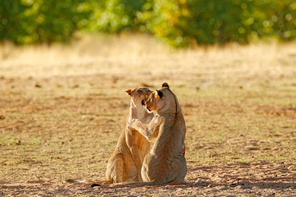 라이온 모래에 총구와 사자입니다 아프리카 아프리카에서 나미비아 Etosha 동물의 세부의 — 스톡 사진