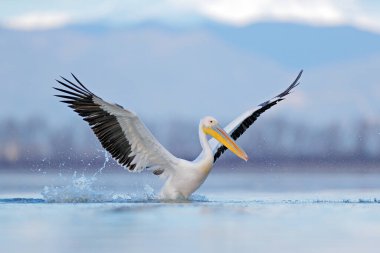 Dalmaçyalı pelikan, Pelecanus crispus Yunanistan 'ın Kerkini Gölü' ne iniyor. Kanatları açık pelikan. Avrupa doğasından vahşi yaşam sahnesi. Kuş suda başlar.. 