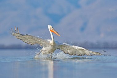 Dalmaçyalı pelikan, Pelecanus crispus Yunanistan 'ın Kerkini Gölü' ne iniyor. Kanatları açık pelikan. Avrupa doğasından vahşi yaşam sahnesi. Kuş suda başlar.. 