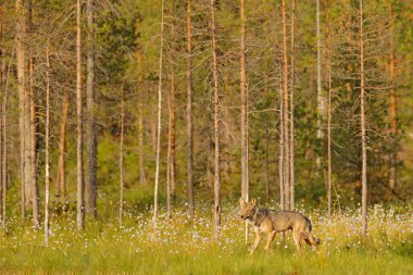 Finlandiya 'dan kurt. Gri kurt, köpek lupus, bahar ışığında, ormanda yeşil yapraklarla. Doğadaki kurt yuvası. Finlandiya Taiga 'sında vahşi bir hayvan. Vahşi yaşam, Avrupa.