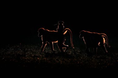 Gün batımı, akşam ışığı ve bebek ile maymun ailesi. Chacma babunu, Papio hamadryas ursinus, Afrika 'da Khwai, Okavango deltası, Botswana yakınlarındaki doğal yaşam alanında maymun. Karanlıktaki hayvan..