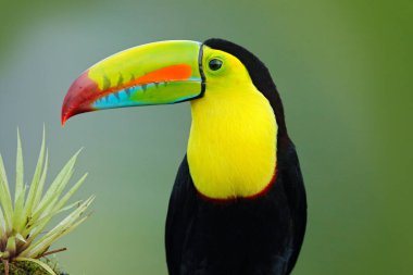 Yucatan, Meksika 'dan vahşi yaşam, tropikal kuş. Tukan ormandaki dalda oturuyor, yeşil bitki örtüsü. Orta Amerika 'da doğa gezisi tatili. Yılan gagalı Tukan, Ramphastos sülfüratı.