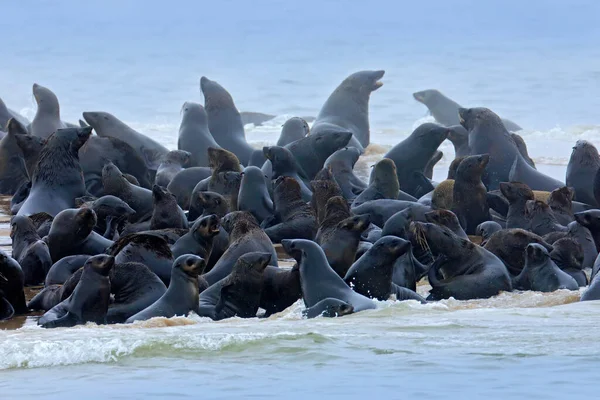 Mořská Zvířata Kolonie Tuleně Hnědého Arctocephalus Pusillus Spousta Zvířat Pláži — Stock fotografie