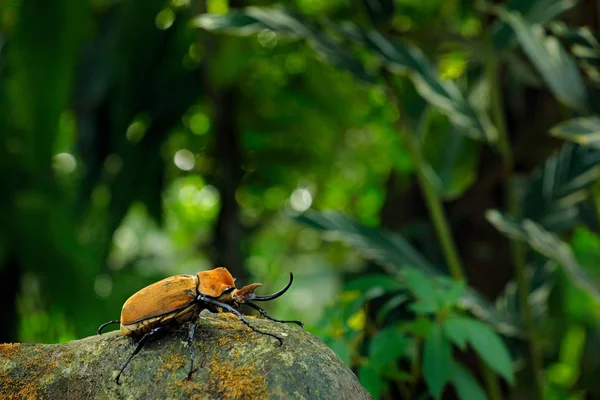 Escarabajo Elefante Rinoceronte Megasoma Elephas Insecto Grande Selva Tropical Costa — Foto de Stock