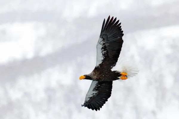 Fågeln Flyger Ovanför Kullarna Japan Örn Vintern Livsmiljö Bergsvinterlandskap Med — Stockfoto