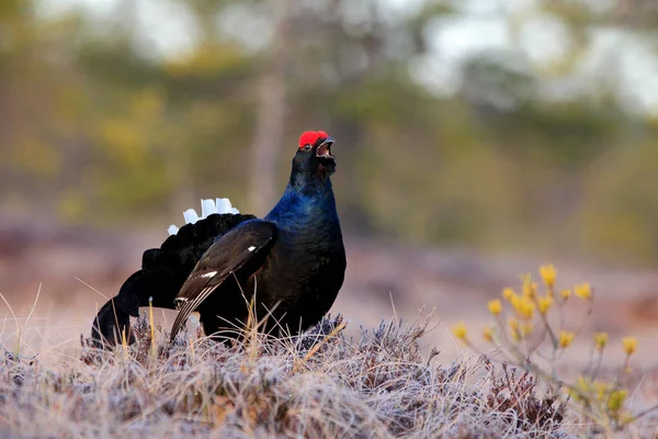 Urogallo Negro Pino Bonito Pájaro Grouse Tetrao Tetrix Pantano Rusia — Foto de Stock