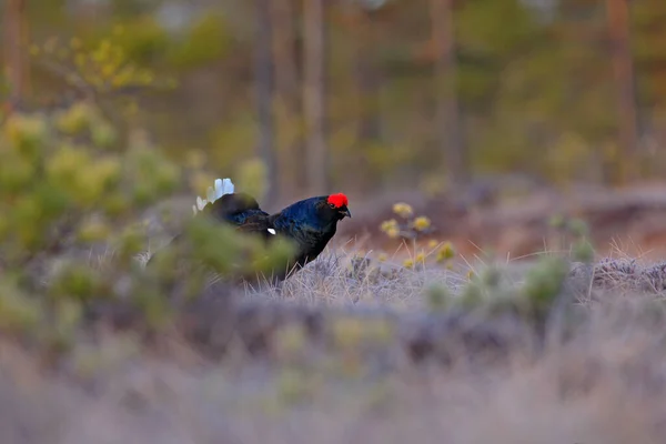 Çam Ağacında Siyah Orman Tavuğu Güzel Kuş Grouse Tetrao Tetrix — Stok fotoğraf
