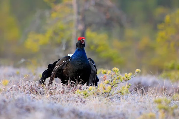 Black Grouse Pine Tree Nice Bird Grouse Tetrao Tetrix Marshland — Stock Photo, Image