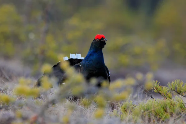 Tétras Noir Sur Pin Joli Tétras Des Oiseaux Tetrao Tetrix — Photo