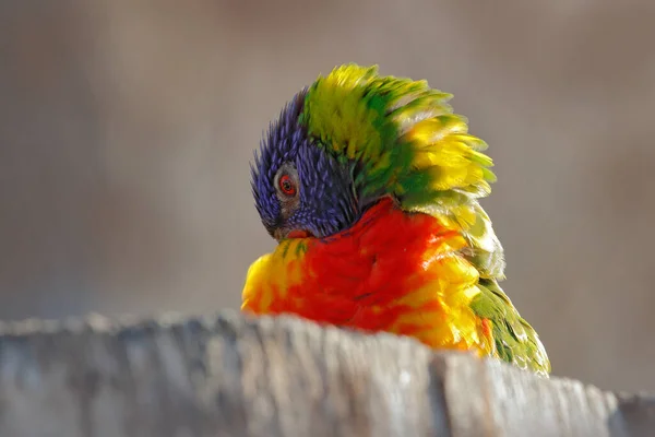 Райдужний Яскравий Папуга Сидить Гілці Тварин Природі Австралії Знаходиться Природа — стокове фото
