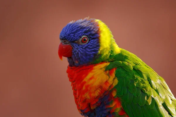 Regenboog Lorikeets Trichoglossus Haematodus Kleurrijke Papegaai Zittend Tak Dier Natuur — Stockfoto