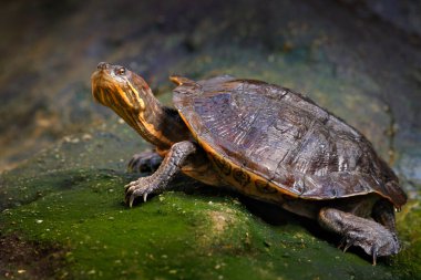 Küba sürgüsü, Trachemys decussata, doğa habitat kaplumbağası. Kaydırıcı su, Küba, Karayip Adaları yakınında taş üzerinde oturan. Doğa habitat Kaplumbağa, Küba'da yaban hayatı.