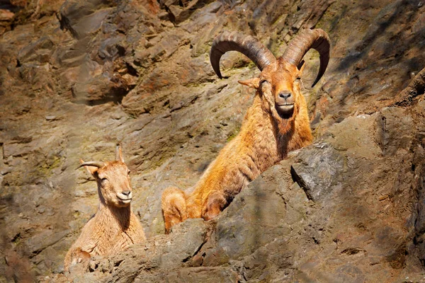 Túmulo Del Cáucaso Occidental Capra Caucasica Sentado Roca Animal Peligro — Foto de Stock