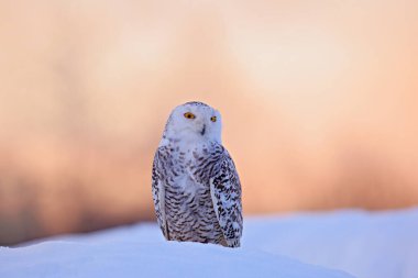 Karlı baykuş, habitatta karın üzerinde oturuyor. Beyaz kuşla soğuk kış. Doğadan vahşi yaşam sahnesi, Manitoba, Kanada. Beyaz çayırda baykuş, hayvan davranışları..