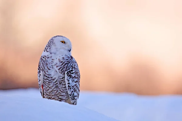 雪地上的猫头鹰栖息在雪地上 寒冷的冬天 白色的鸟 来自加拿大马尼托巴省大自然的野生动物场景 白色草地上的猫头鹰 动物的行为 — 图库照片