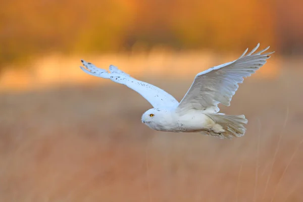 Sneeuwuil Zittend Sneeuw Habitat Koude Winter Met Witte Vogel Wildlife — Stockfoto