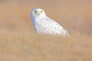 Karlı baykuş, habitatta karın üzerinde oturuyor. Beyaz kuşla soğuk kış. Doğadan vahşi yaşam sahnesi, Manitoba, Kanada. Beyaz çayırda baykuş, hayvan davranışları..
