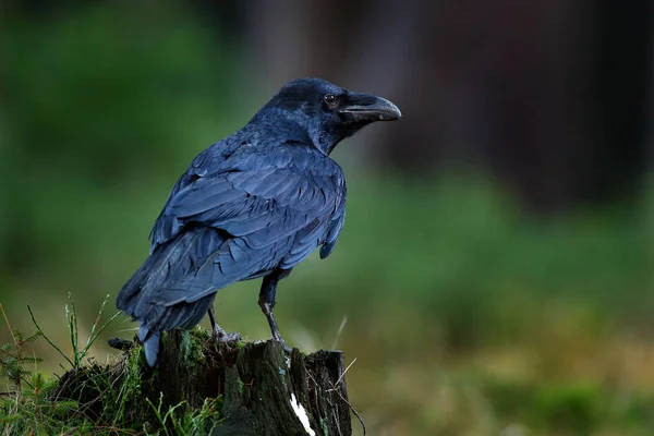 Rabe Mit Totem Fasanenkadaver Auf Der Waldwiese Schwarzer Vogel Rabe — Stockfoto