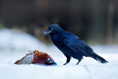 Kuzgun, çayırda sülün leşini öldürüyor. Ölü Ortak Sülün ile siyah kuş kuzgunu. Doğadan beslenme davranış sahnesi. Almanya 'dan kara kuş. Kuzgun, Avrupa 'da kuş vahşi yaşamı.