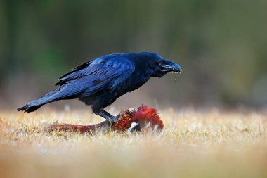 Raven with kill pheasant carcass on the forest meadow. Black bird raven with dead Common Pheasant. Feeding behaviour scene from nature. Black bird from Germany. Raven, bird wildlife in Europe. clipart