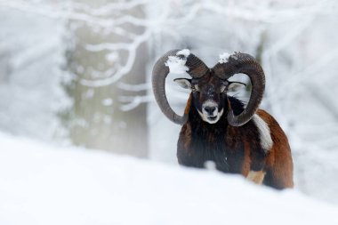 Mouflon, Ovis oryantalis, kar ortamında boynuzlu hayvan. Çek Cumhuriyeti 'nde boynuzlu bir memelinin yakın plan portresi. Soğuk karlı ağaç bitkisi, beyaz doğa. Ormanda karlı kış.