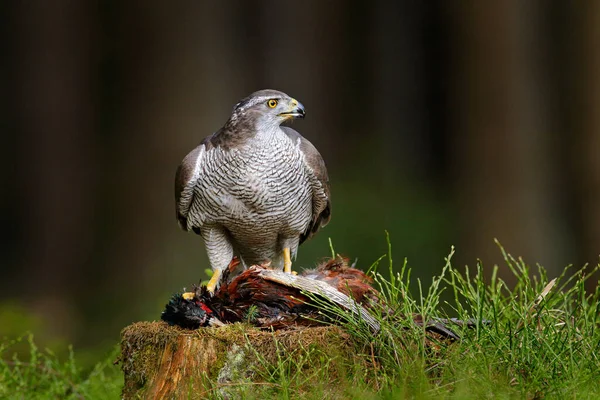 森林里的动物德国 在绿林的苔藓上 有猎鹰和被杀的普通野鸡 在自然栖息地有猎鸟 野生动物的自然景观 有渔获物的猎鹰 — 图库照片