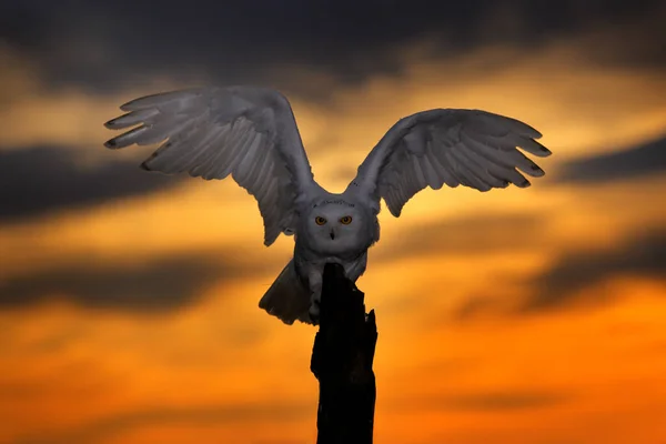 Schöner Abendhimmel Mit Fliegender Eule Schneeeule Nyctea Scandiaca Seltener Vogel — Stockfoto