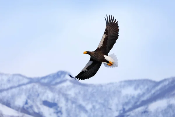 Japan Adler Winterquartier Gebirgswinterlandschaft Mit Vogel Stellers Seeadler Fliegender Raubvogel — Stockfoto