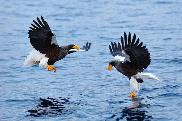 Japan Adler Winterquartier Gebirgswinterlandschaft Mit Vogel Stellers Seeadler Fliegender Raubvogel — Stockfoto