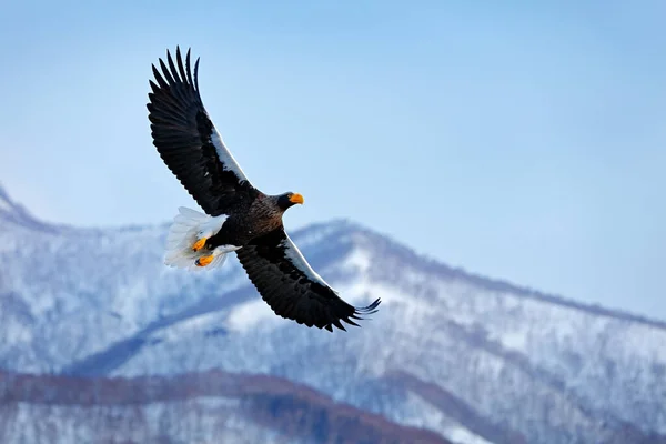 Japan Örn Vintern Livsmiljö Bergsvinterlandskap Med Fågel Stellers Havsörn Flygande — Stockfoto